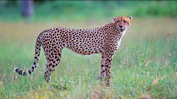 Ein Gepard