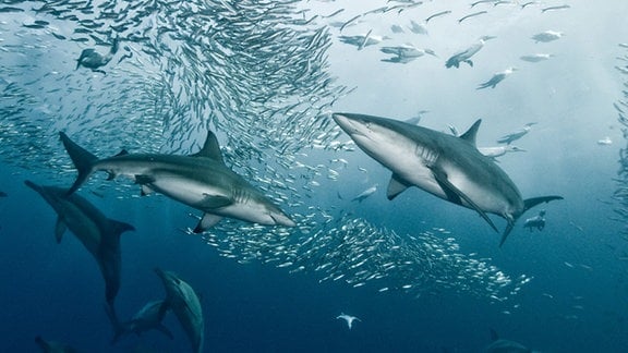 Delfine, Haie und Sardinen