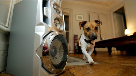 Ein kleiner Hund läuft an einer Lautsprecherbox vorbei