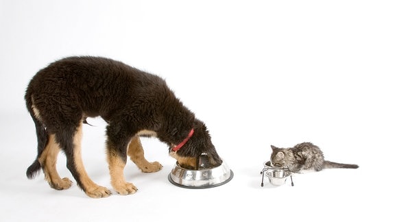 Hund und Katze fressen gemeinsam.