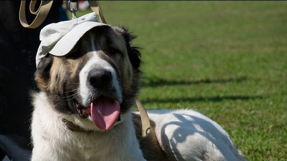 Hund mit Mütze