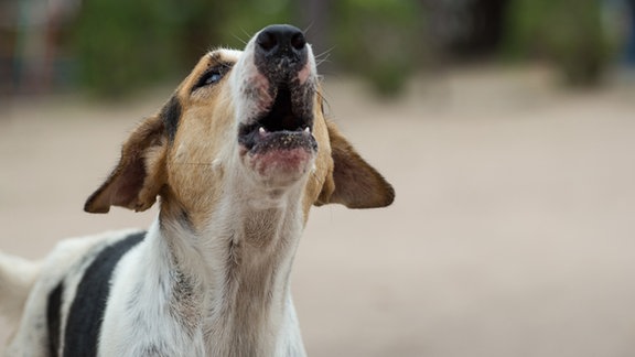 Bellender Hund