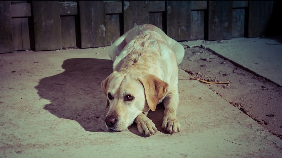 Deprivationssyndrom bei Hunden MDR.DE