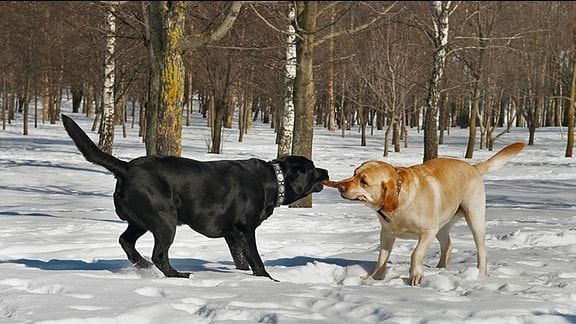 Ein schwarzer und ein brauner Hund spielen im Schnee mit einem Stock