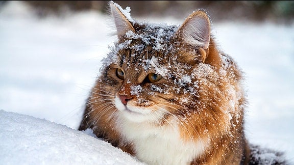 Katze im Schnee.