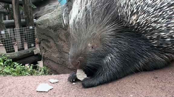 Ein Stachelschwein beim Fressen 