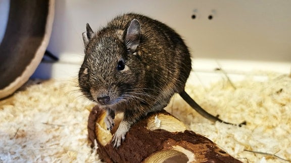 Degu