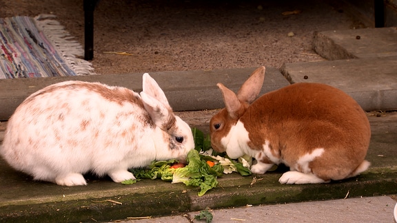 Zwei Kaninchen verzehren Salat.