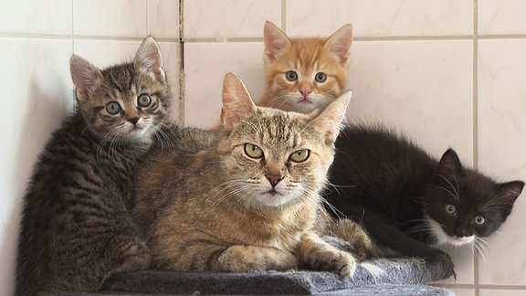 Vier Katzen (Thea und Kitten)