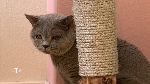 Zwischen zwei Katzen in einem Katzen-Cafe in Chemnitz gibt es Stress. 