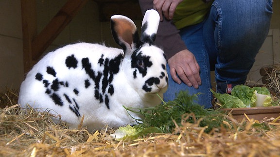 Ein Kaninchen