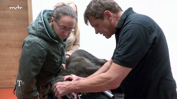 Tierarzt untersucht einen Hund.