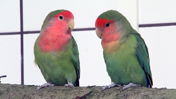 Zwei kleine Papageien