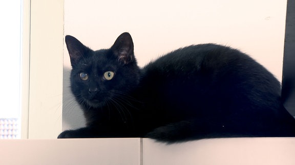 Eine schwarze Katze.