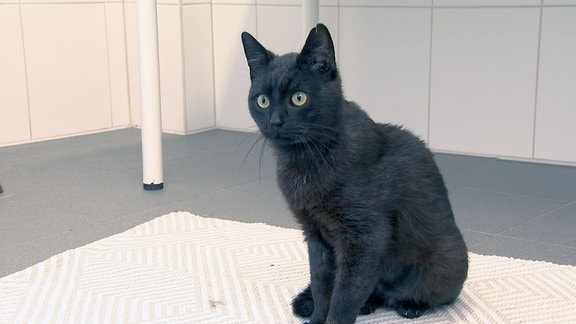 Eine schwarze Katze.