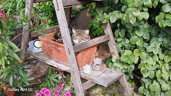 Kater genießt Herbstsonne im eigenen Blumenkasten