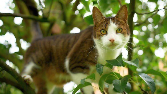 Kater Teddy bei der Birnenernte