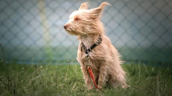 Hund Leni vom Winde verweht 