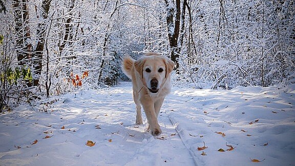 Hündin Laila im Schnee