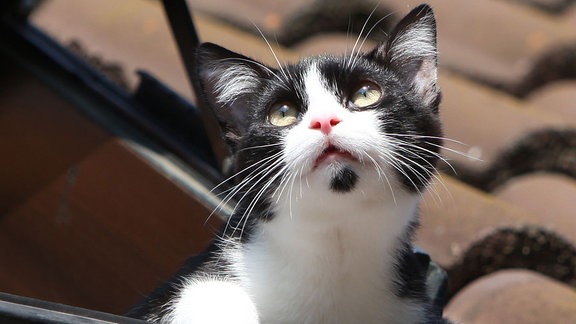 Kater Wilson kuckt aus dem Dachfenster