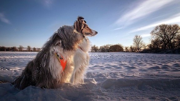 Winterspaziergang mit Pebbles und Arya 