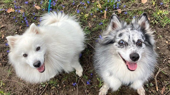 Aussi-Spitz Mischling mit Adoptiv-Bruder Akemi