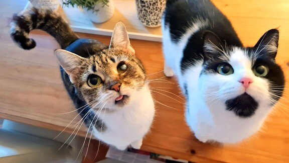 Bonnie und Bibi fiebern ihrem abendlichen Leckerlie entgegen