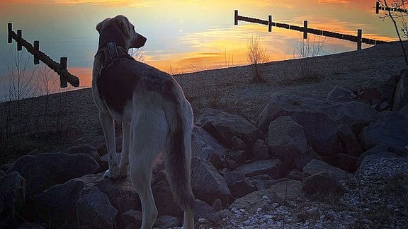 Hündin Gwen beim Sonnenuntergang