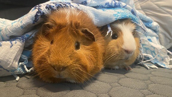 Meerschweinchen Timmi, Cookie und die Handtuch-Höhle