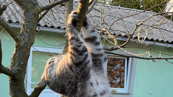 Eine Katze hängt mit den Vorderpfoten an einem Ast