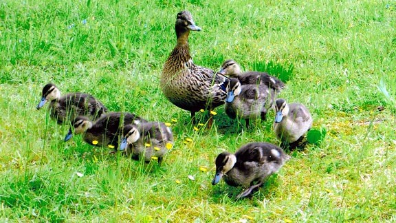 Entenmutter mit sieben Jungen geht über eine Wiese