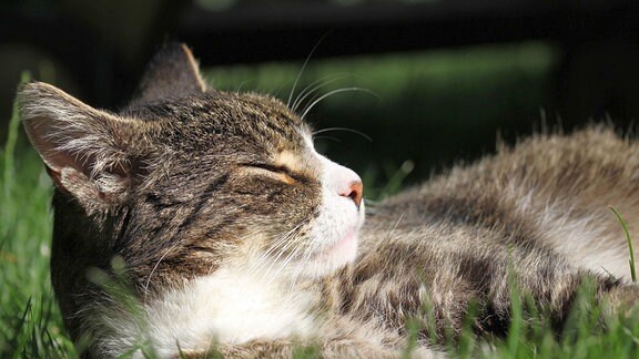 Kater liegt mit geschlossenen Augen auf einer Wiese