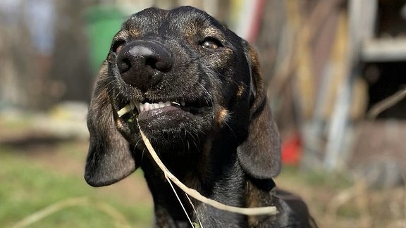 Ein Hund zieht mit Maul an einem Grashalm