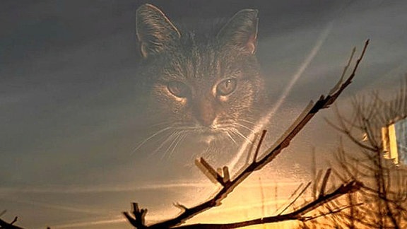 Eine Katze blickt durch ein Fenster, in dem sich Sonneruntergang und Äste spiegeln