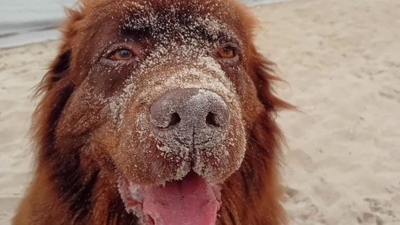Ein großer Hund an einem Strand mit Sand auf der Schnauze