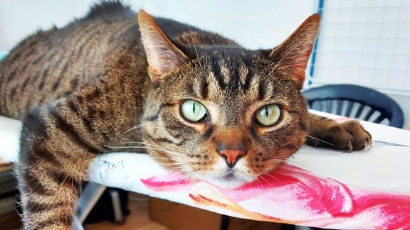 Eine Katze liegt auf einem Bügelbrett