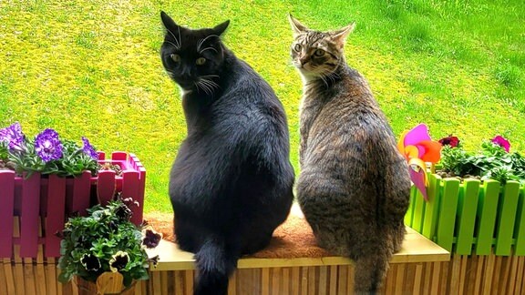 Zwei Katzen sitzen auf einer Bank vor einer Wiese 