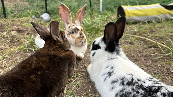 Drei Kaninchen liegen auf einer Wiese und stecken die Köpfe zusammen