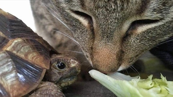 Eine Schildkröte und eine Katze fressen gemeinsam ein Salatblatt