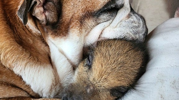 Eine kleines Wildschwein liegt kuschelnd mit einem Hund auf einem Kissen
