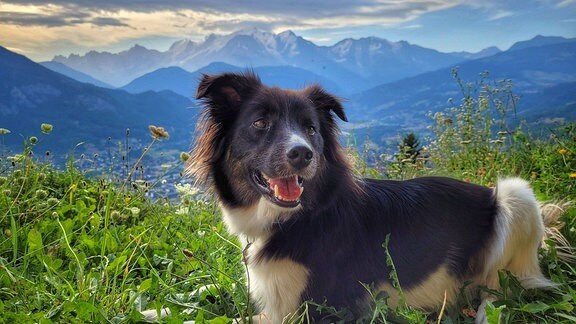 Ein Hund vor einem Bergpanorama in den Alpen