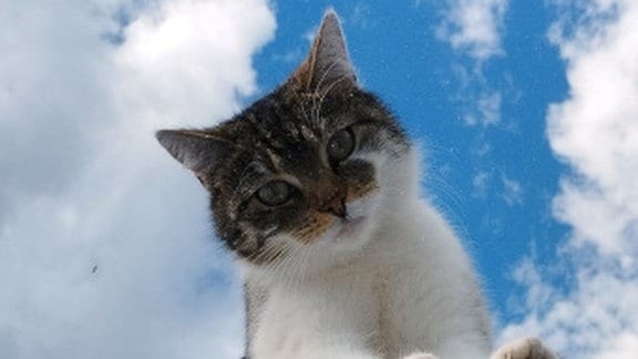 Eine Katze steht auf einem Glasdach 