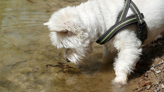 Ein Hund steht am Ufer eines Baches und blickt auf einen Frosch