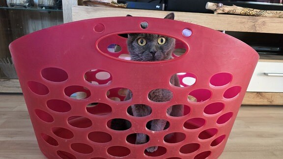Eine Katze sitzt in einem Wäschekorb und blickt durch den Griff heraus