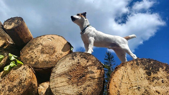 Ein Hund steht oben auf einem Holzstapel