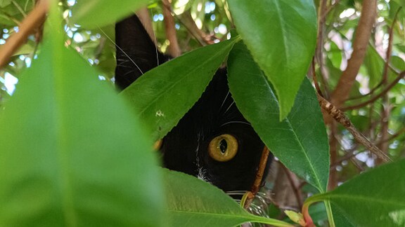 Eine Katze sitzt in einem Baum