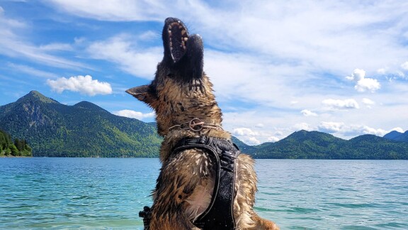 Ein Hund springt aus einem Bergsee