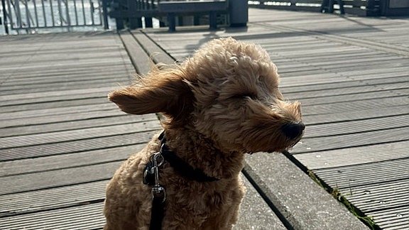 Ein Hund sitzt im Wind auf einem Steg