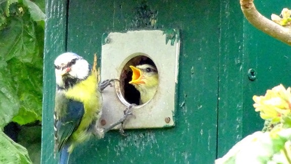 Ein Vogel bringt seinem Küken Futter ans Vogelhaus