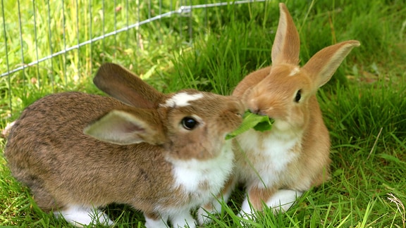 Zwei Kaninchen fressen gemeinsam ein Blatt